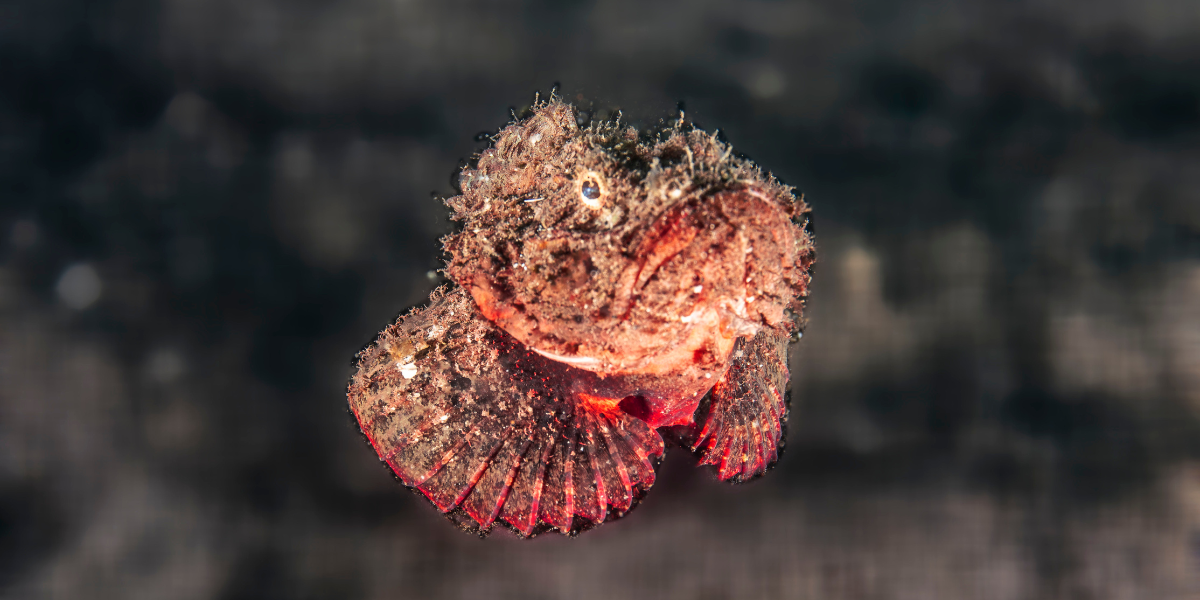 What Is The Role Of Benthic Organisms In Maintaining Healthy Ocean ...