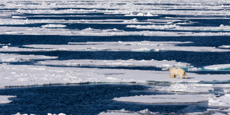 How Do Changes In Sea Ice Affect Polar Ecosystems And Species Such As Polar Bears And Seals