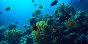 How Do Marine Ecosystems Help The Environment