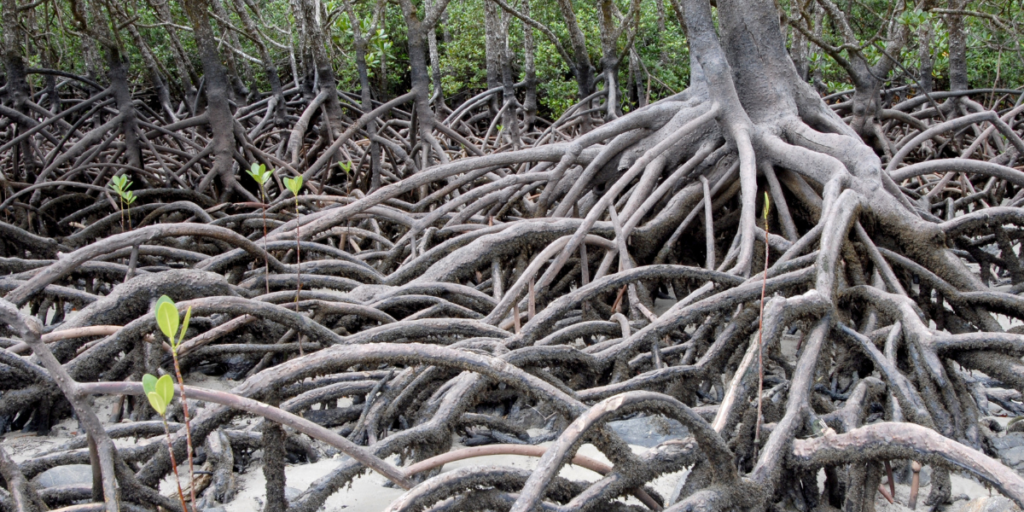 Role Of Mangroves