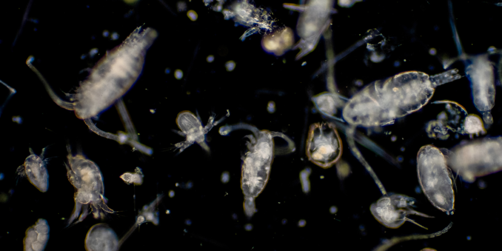 Role Of Zooplankton
