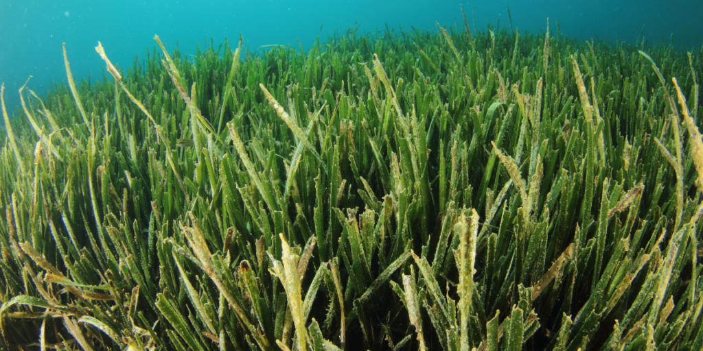 Seagrass Beds