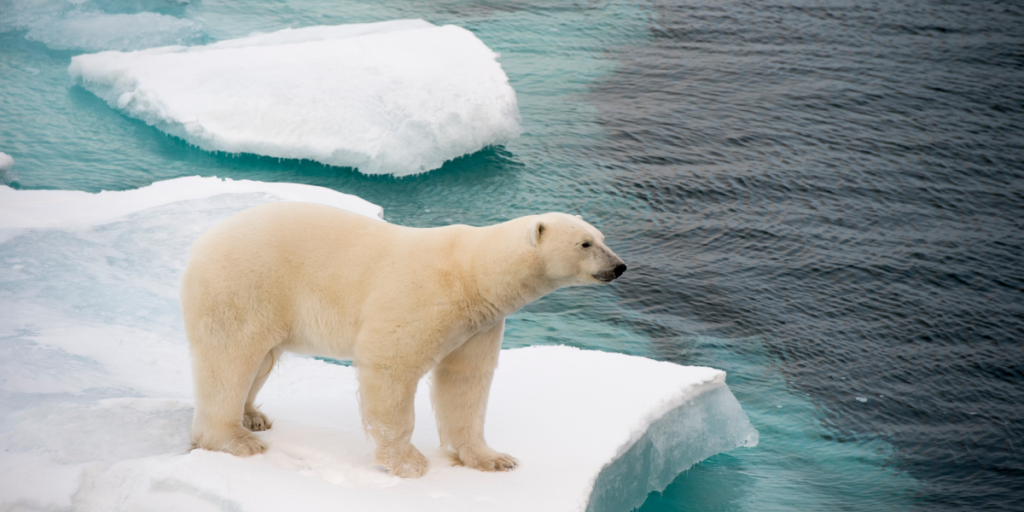 The Importance of Sea Ice for Polar Ecosystems