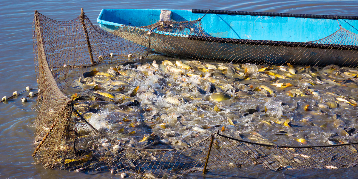 What Are The Impacts Of Overfishing On Marine Ecosystems
