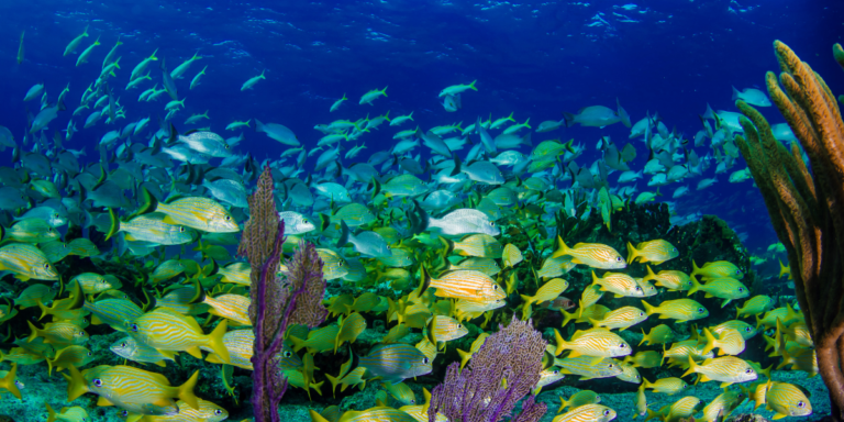 What Are The Main Components Of A Healthy Marine Ecosystem
