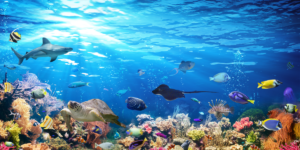 What Are The Most Important Species In Marine Ecology
