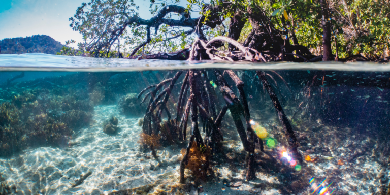 What Is The Role Of Mangroves In Protecting Coastal Areas From Storms And Erosion