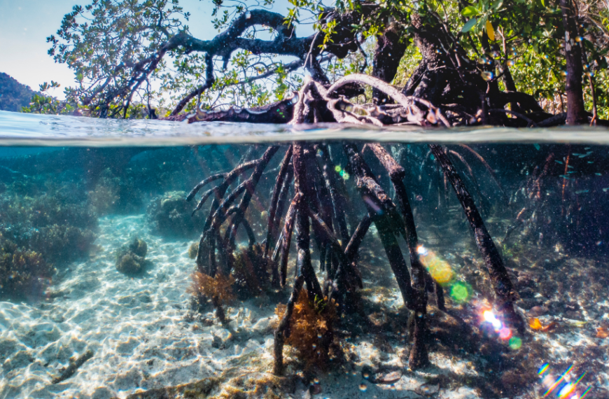 What Is The Role Of Mangroves In Protecting Coastal Areas From Storms And Erosion
