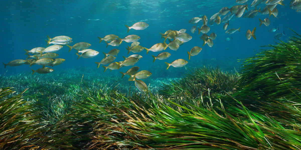 What Is The Role Of Seagrass Beds In Marine Ecosystems