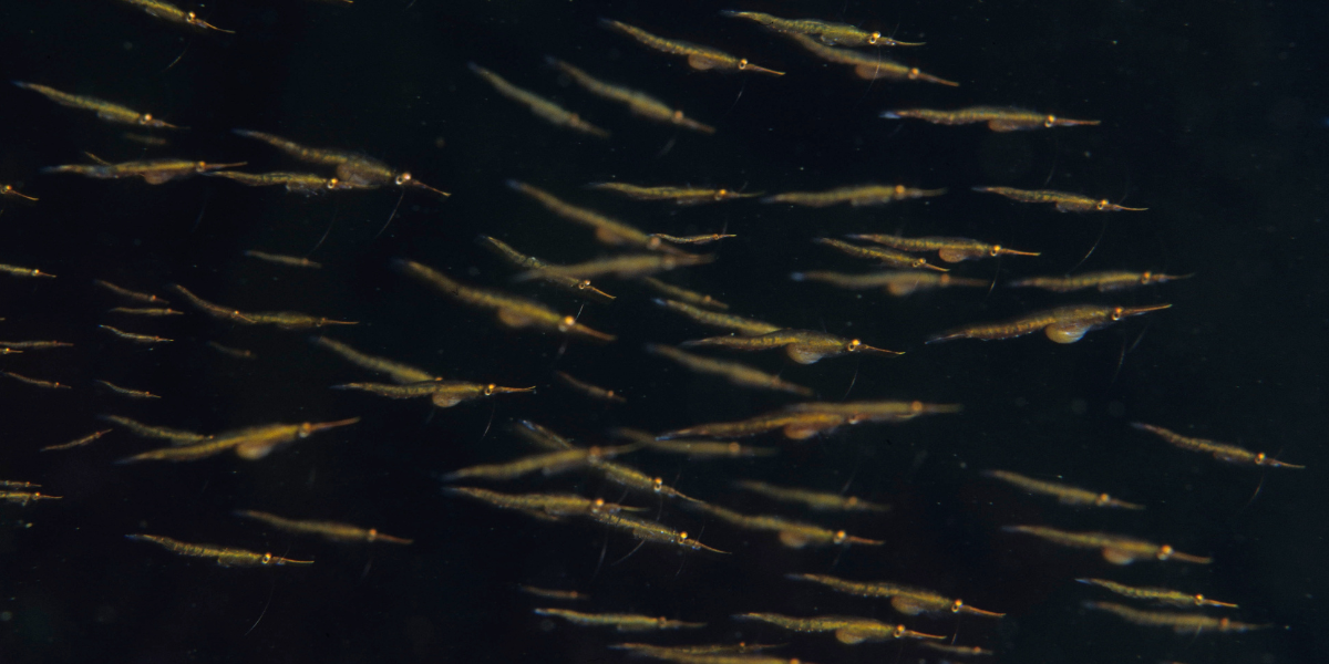 What Is The Role Of Zooplankton In Maintaining Healthy Ocean Ecosystems?